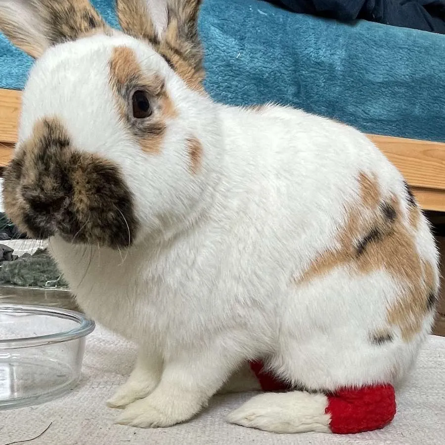 chaussons pododermatite lapin
