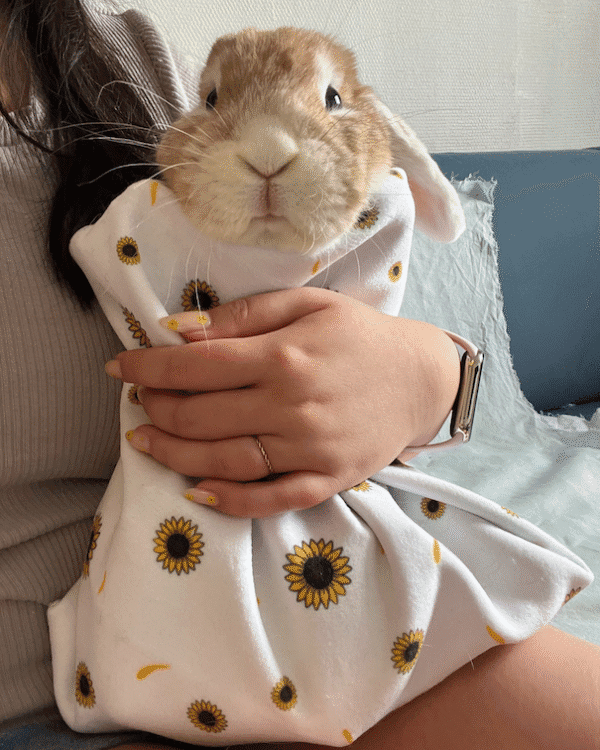 Bunrito® – La serviette de soins auto-agrippante pour animaux